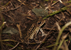 Incilius mazatlanensis