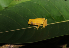 Tlalocohyla smithii