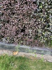 Plagianthus regius