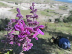 Salvia variana