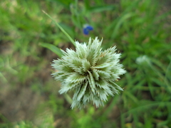 Cyperus seslerioides