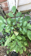 Melioides