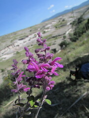 Salvia variana