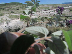 Salvia variana