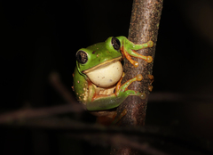 Agalychnis dacnicolor