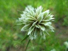 Cyperus seslerioides