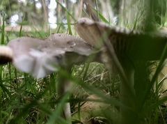 Amanita vaginata