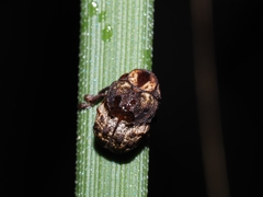 Cryptocephalinae