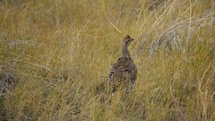 Tympanuchus phasianellus