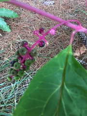 Phytolacca americana