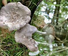 Amanita vaginata