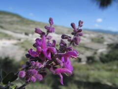 Salvia variana