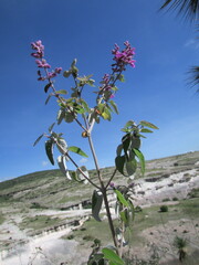 Salvia variana