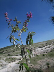 Salvia variana