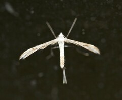 Platyptilia celidotus