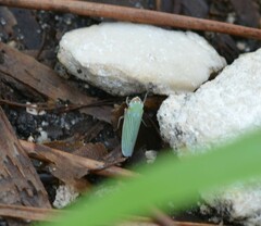 Xyphon reticulatum
