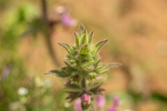 Stachys grandidentata