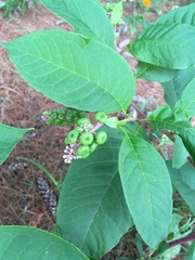 Phytolacca americana