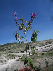 Salvia variana