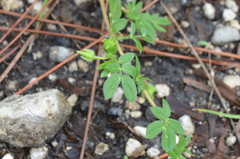 Kallstroemia maxima