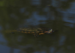 Trachemys ornata