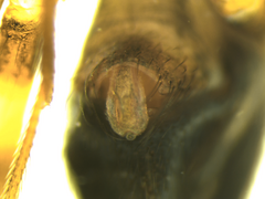 Lepthyphantes minutus