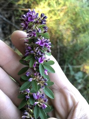 Lespedeza violacea