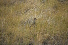 Tympanuchus phasianellus