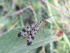 Panorpa vulgaris
