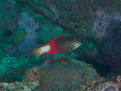 Notolabrus gymnogenis