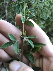 Lespedeza violacea
