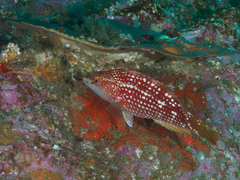 Notolabrus gymnogenis