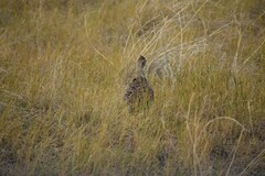 Tympanuchus phasianellus