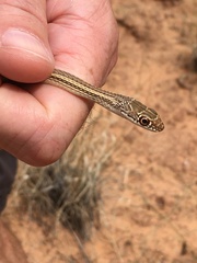 Masticophis taeniatus taeniatus