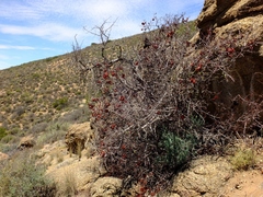 Erythrophysa alata