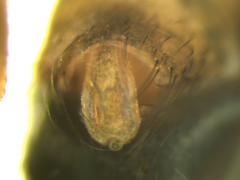 Lepthyphantes minutus