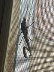 Stagmomantis carolina