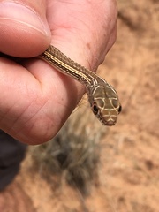 Masticophis taeniatus taeniatus