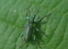 Phyllobius arborator