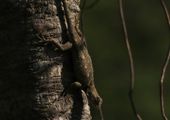 Sceloporus clarkii
