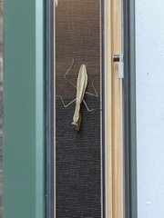 Stagmomantis carolina