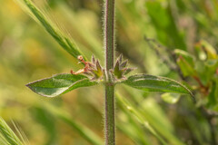 Stachys grandidentata