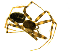 Lepthyphantes minutus