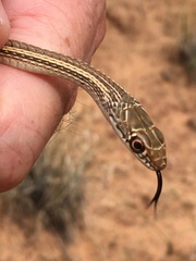 Masticophis taeniatus taeniatus