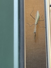 Stagmomantis carolina