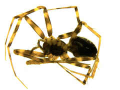 Lepthyphantes minutus