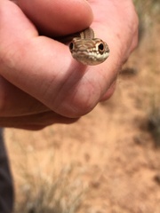 Masticophis taeniatus taeniatus