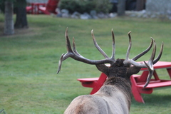 Cervus canadensis canadensis