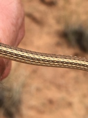 Masticophis taeniatus taeniatus