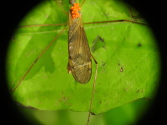 Tipula ultima